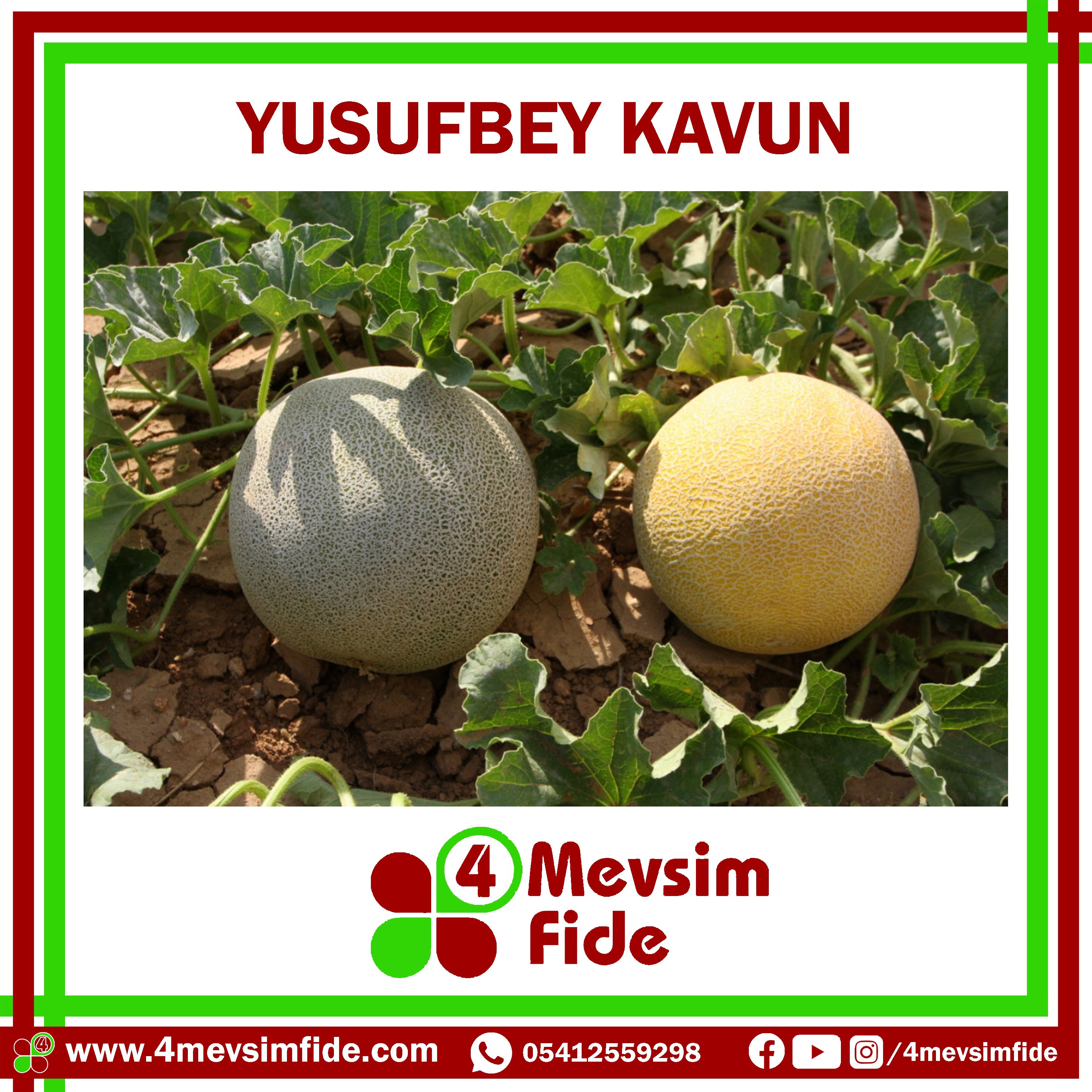 yusufbey f1 kavun fidesi